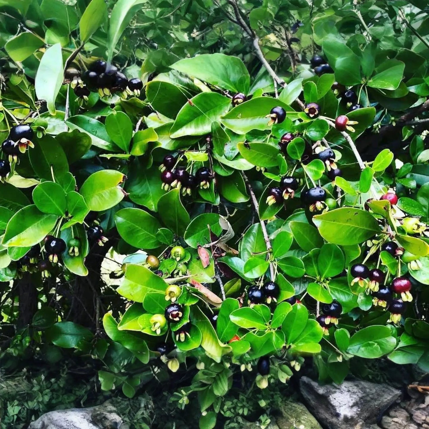 1 Grumichama Tree (Eugenia brasiliensis) 1-2' Starter | Brazilian Cherry with Sweet-Tart Fruit, Perfect for Tropical Gardens