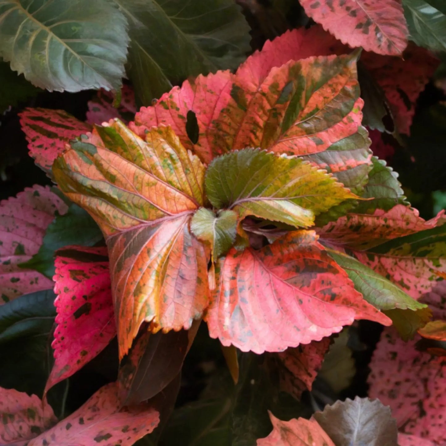 Copper Leaf Plant (Acalypha wilkesiana) 12-24’ | Vibrant Ornamental Shrub Easy Care & Fast Growing