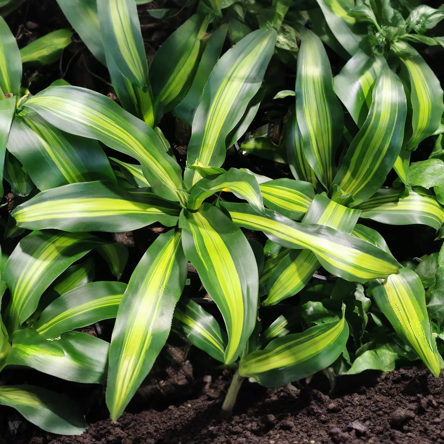 Corn Plant Cutting (Dracaena fragrans) 6’ | Tropical Indoor Houseplant Easy Care & Air-Purifying