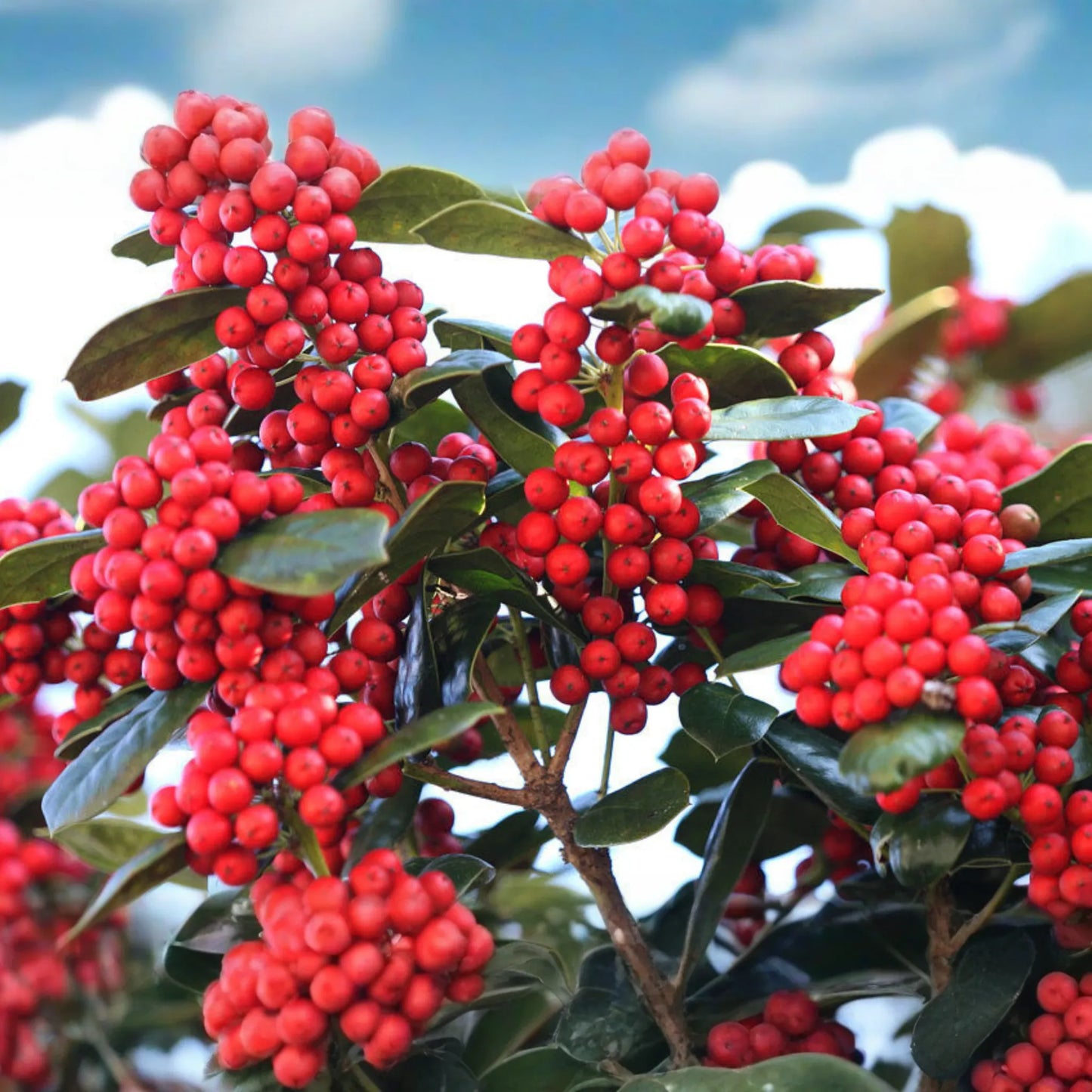 500mg Ilex Cornuta, Chinese Holly Seeds, Evergreen Shrub with Glossy Leaves