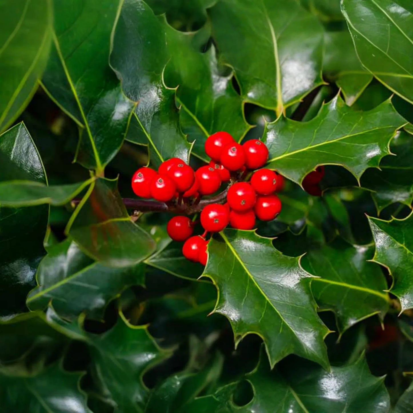 10 Seeds Ilex Aquifolium, English Holly, Evergreen Shrub with Red Berries