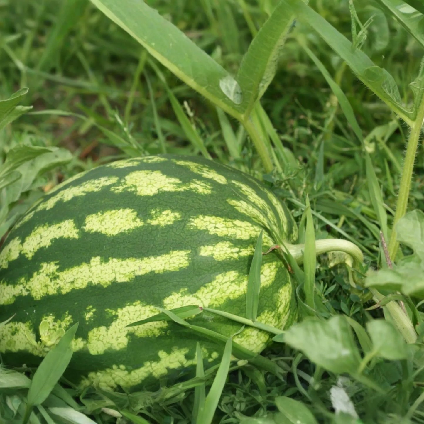 5 Seeds Carolina Cross Watermelon (Citrullus lanatus) - Giant Sweet Watermelon Variety