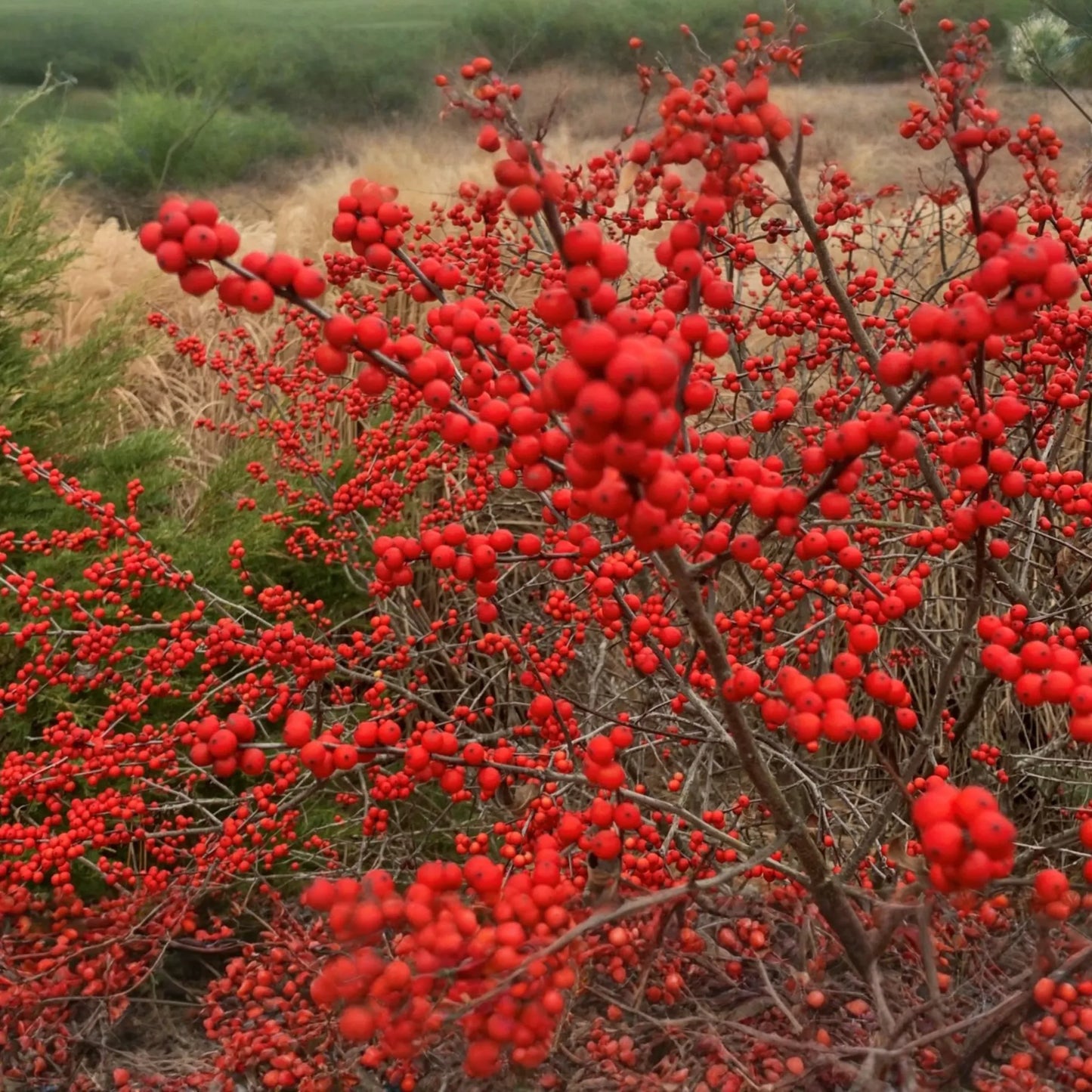 250mg Ilex Verticillata, Winterberry Holly, Deciduous Shrub Seeds, Hardy Berry Plant