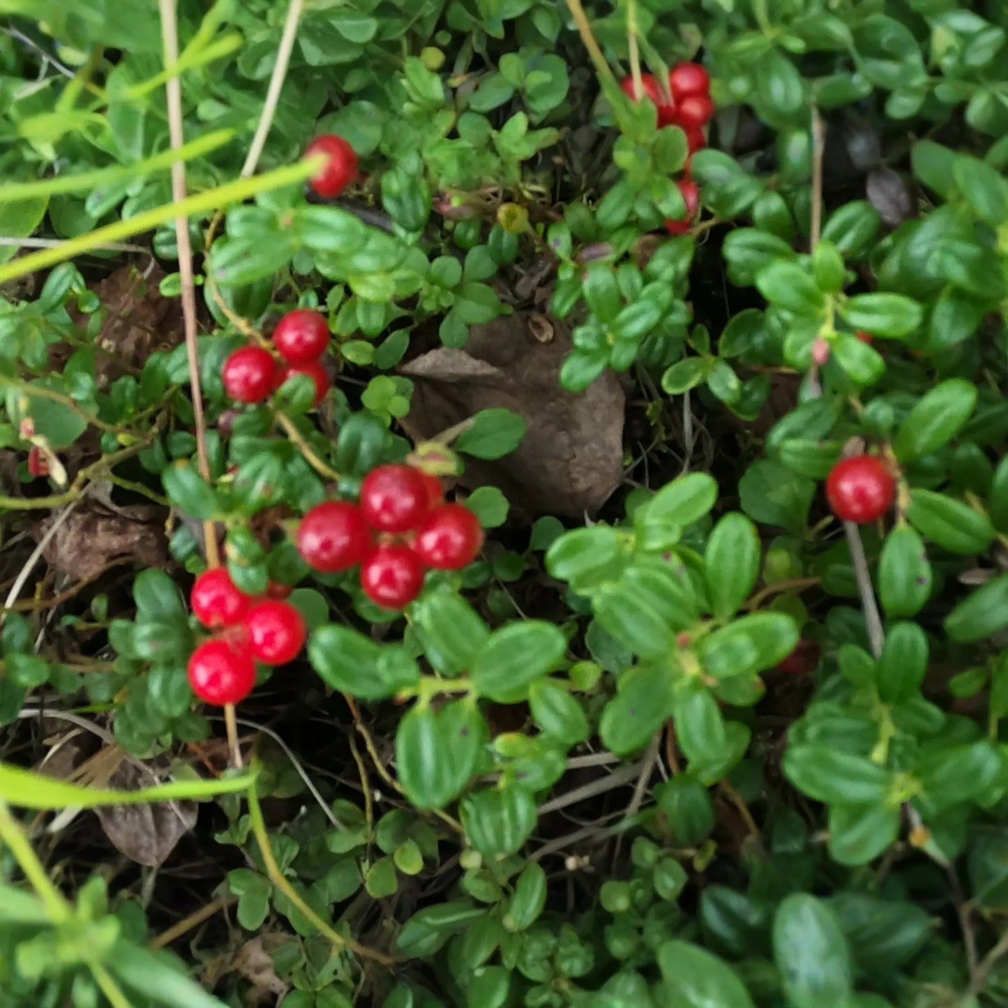 4 Live Lingonberry Plants, Vaccinium vitis-idaea, Bare Root Rhizomes, Hardy Edible Ground Cover
