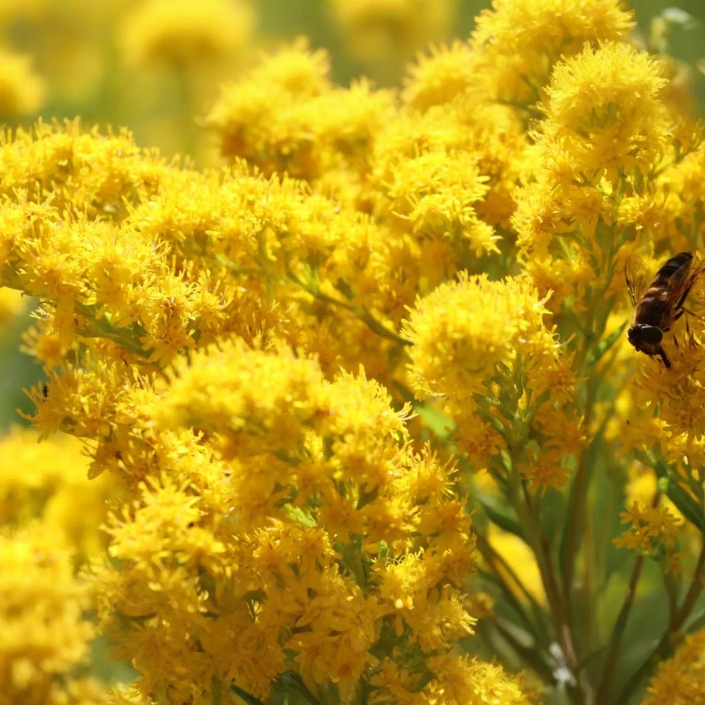 Old Field Goldenrod Seeds 500mg | Solidago nemoralis | Pollinator-Friendly, Native Wildflower, Yellow Blooms, Non-GMO
