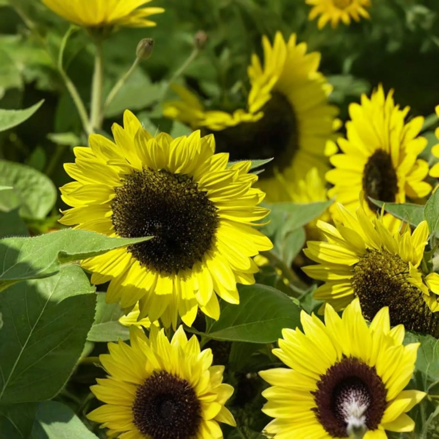 Early Sunflower Seeds 250mg | Helianthus annuus | Fast-Growing, Non-GMO, Pollinator-Friendly, Bright Yellow Blooms, Easy to Grow Annual