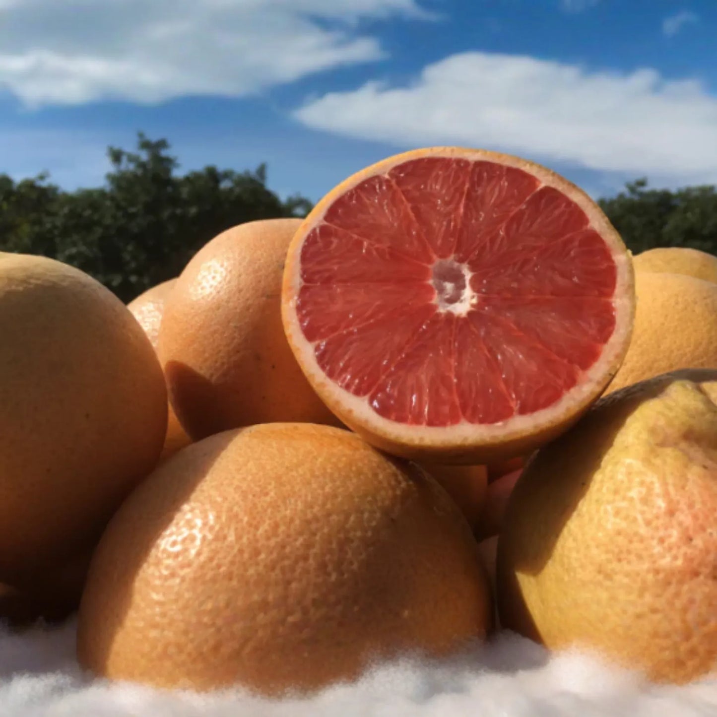 5+ Star Ruby Grapefruit Seeds - Juicy, Deep Red, Sweet-Tart Citrus Tree