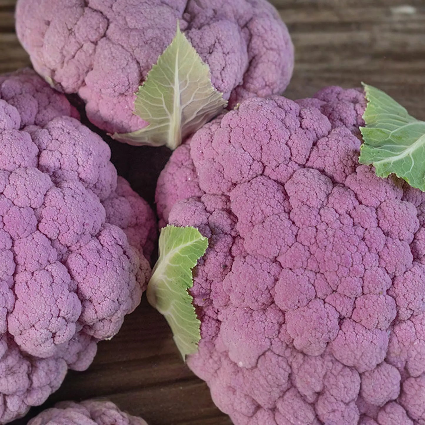 1g Cauliflower Self-Blanching Seeds | Brassica oleracea | Easy-Grow, Mild Flavor Vegetable