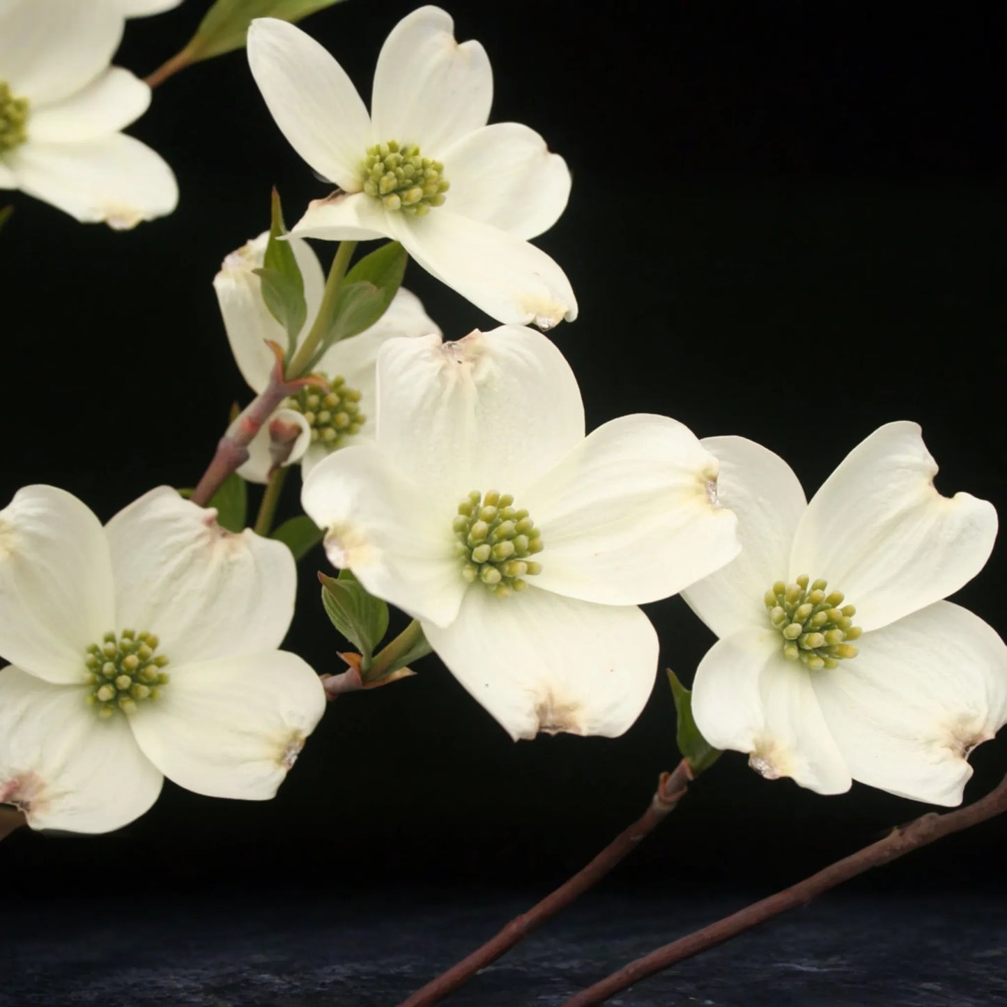 1 Cornus florida Flowering Dogwood Tree - Live Bare Root Plant 2-3 Feet for Zones 5-9