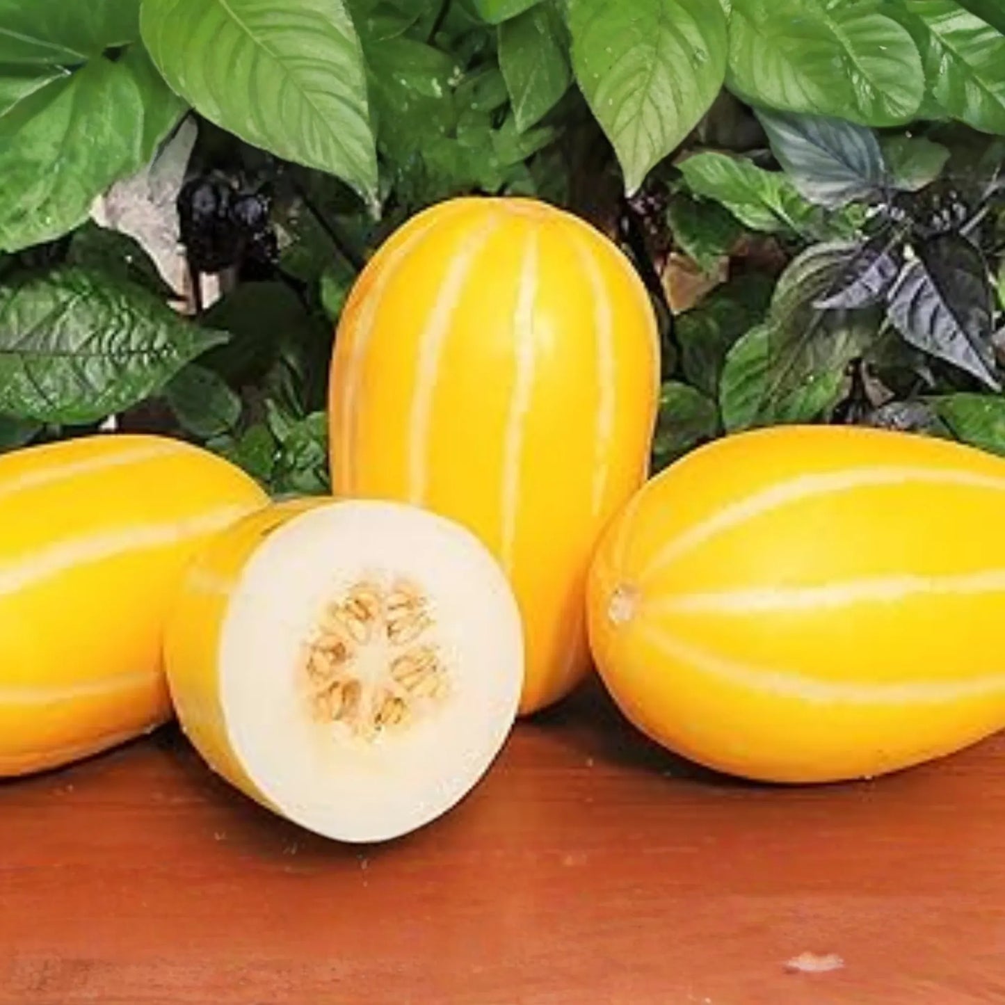 120+ Korean Melon Seeds - Sweet Asian Fruit for Home Garden - Non-GMO Heirloom Summer Melon Variety