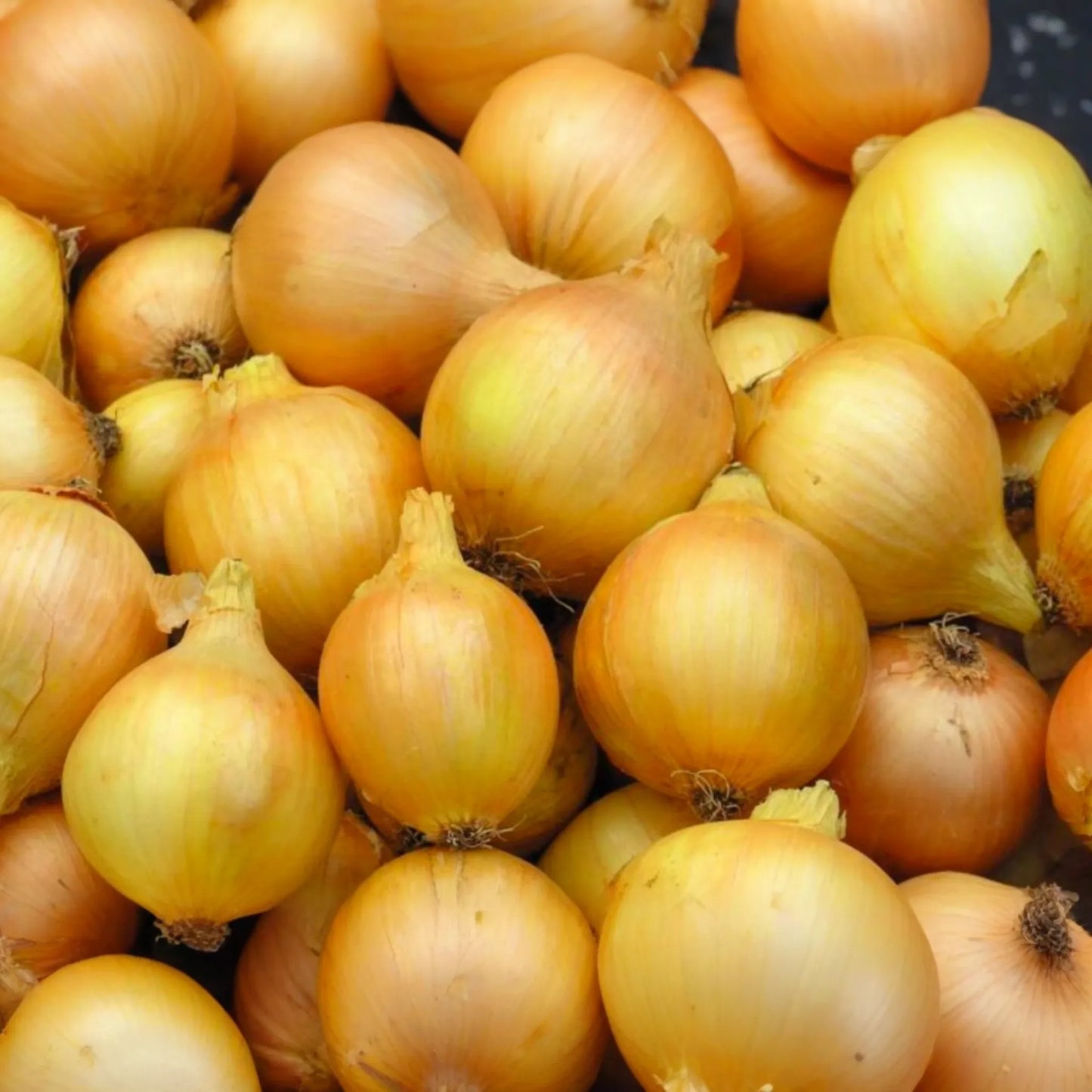 250mg Utah Yellow Sweet Spanish Onion Seeds | Allium cepa Vegetable | Mild Flavor, Large Bulbs, Heirloom Garden Favorite