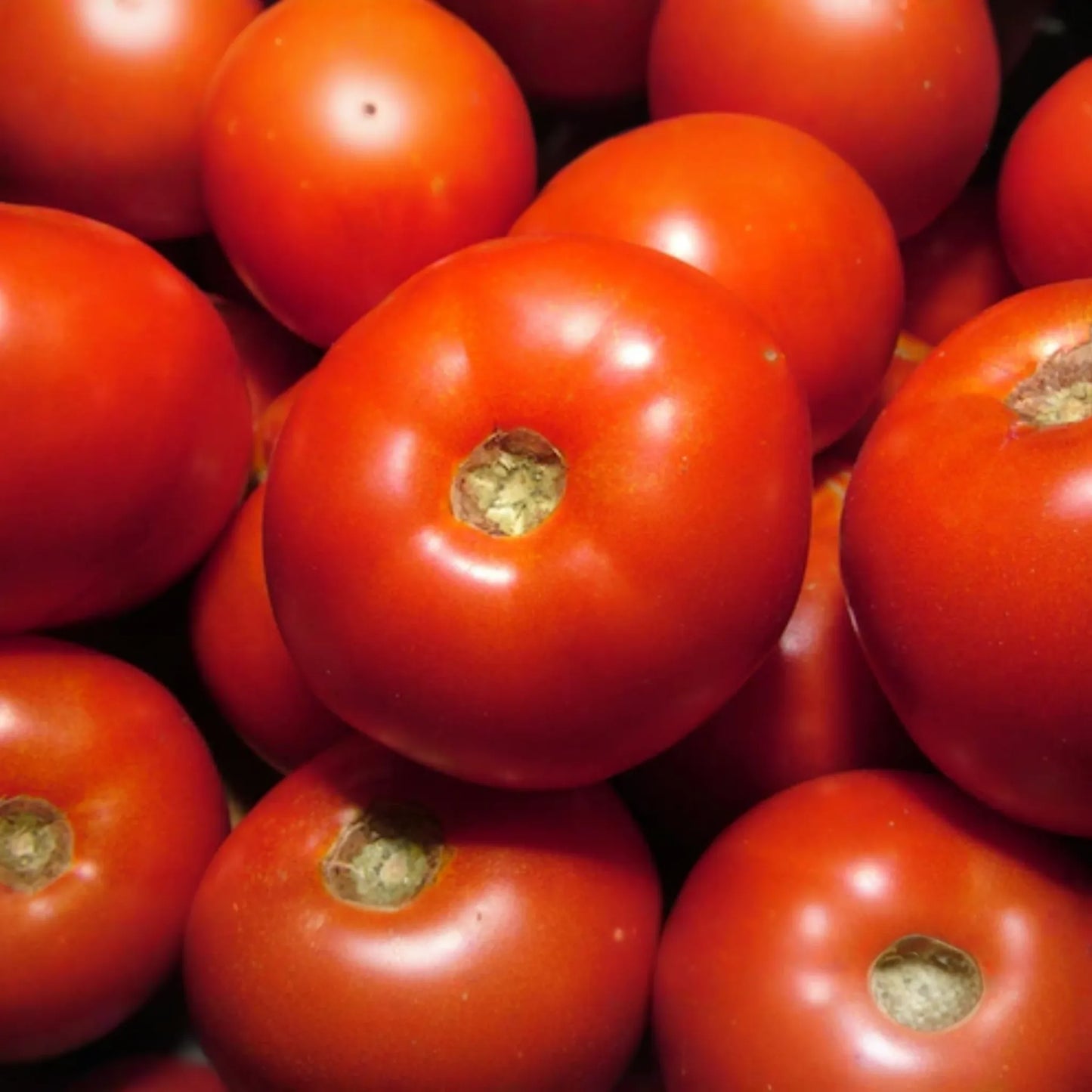 100mg Tomato Rutgers Seeds Solanum lycopersicum | Heirloom Variety, Non-GMO, Ideal for Canning & Fresh Use