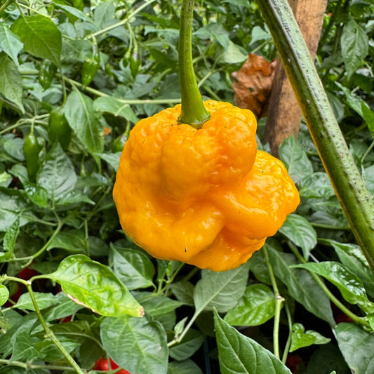 Scotch Brains XCP - Seeds