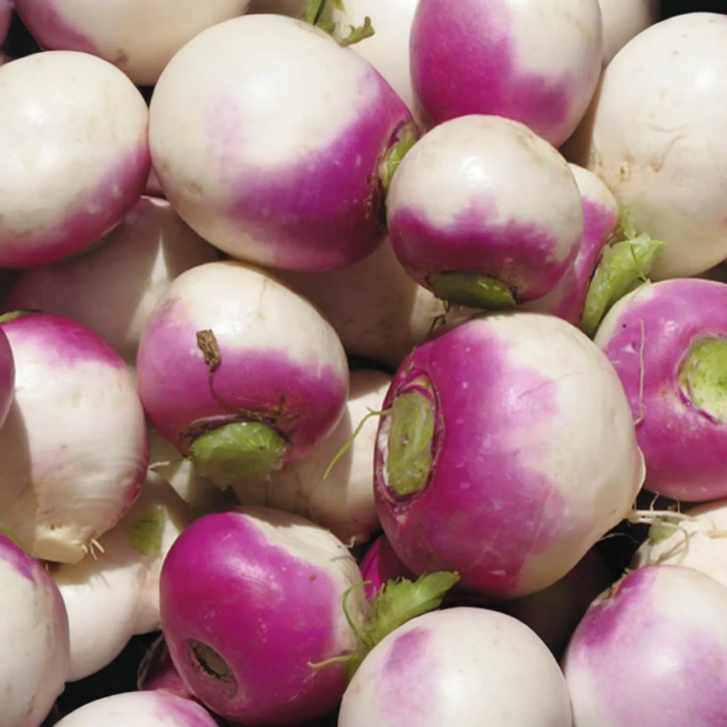 1g Turnip Purple Top White Globe Seeds Brassica rapa | Heirloom, Non-GMO, Dual-Purpose, Nutritious Roots & Greens, Easy to Grow