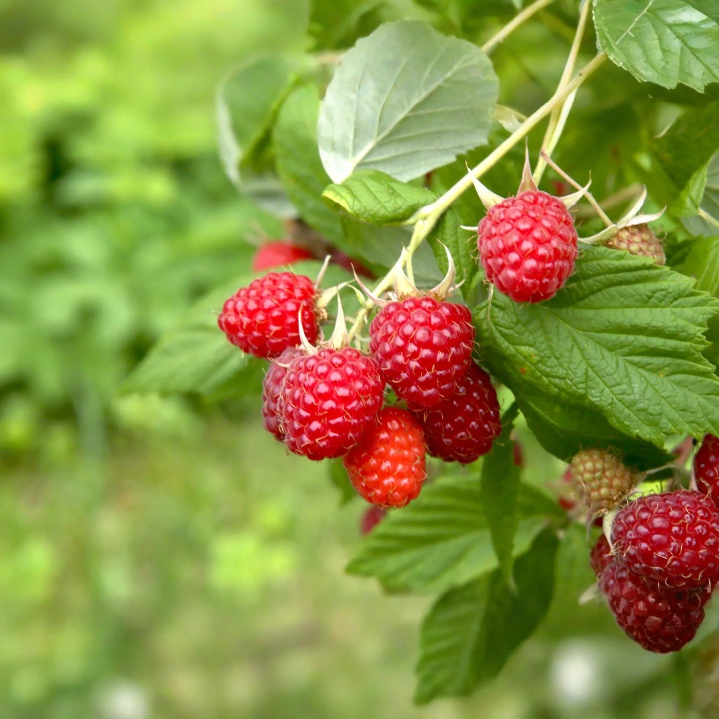 Caroline Raspberry Plants - 2-Year-Old Bare Root Canes, Large Sweet Berries