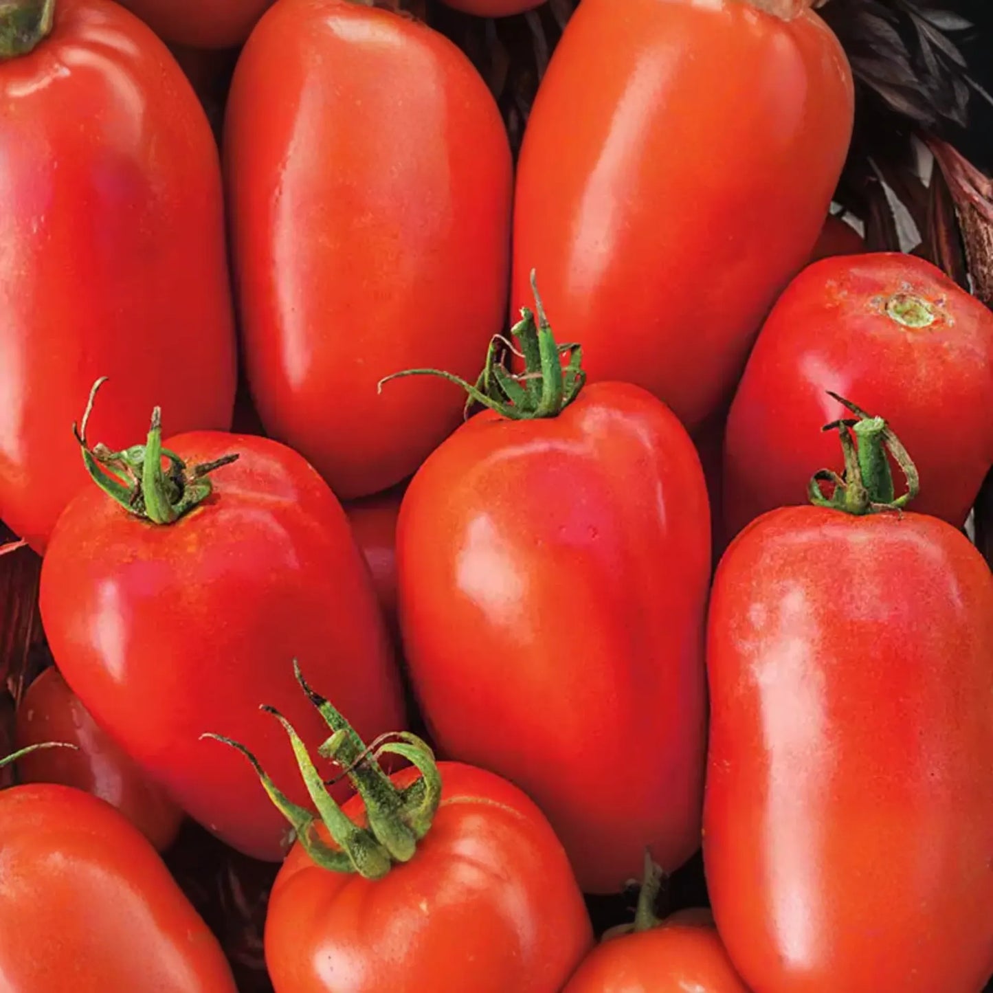 100mg Tomato Roma Seeds Solanum lycopersicum | Heirloom, Non-GMO Vegetable for Sauces, Pastes, Canning, & Robust Garden Harvests