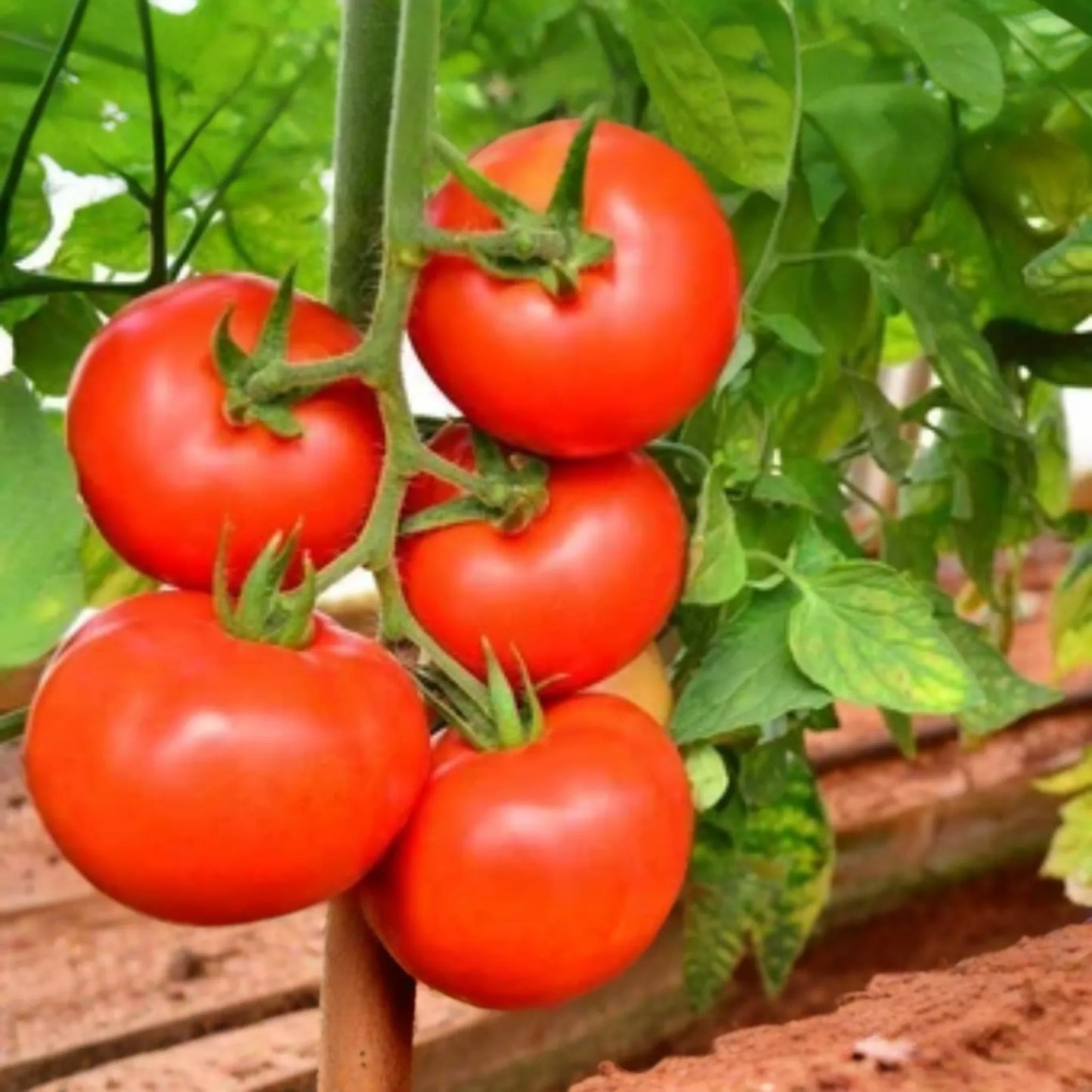 100mg Tomato Ace 55 Seeds Solanum lycopersicum | Heirloom, Low-Acid, Non-GMO Vegetable, Ideal for Salads, Sauces, and Slicing