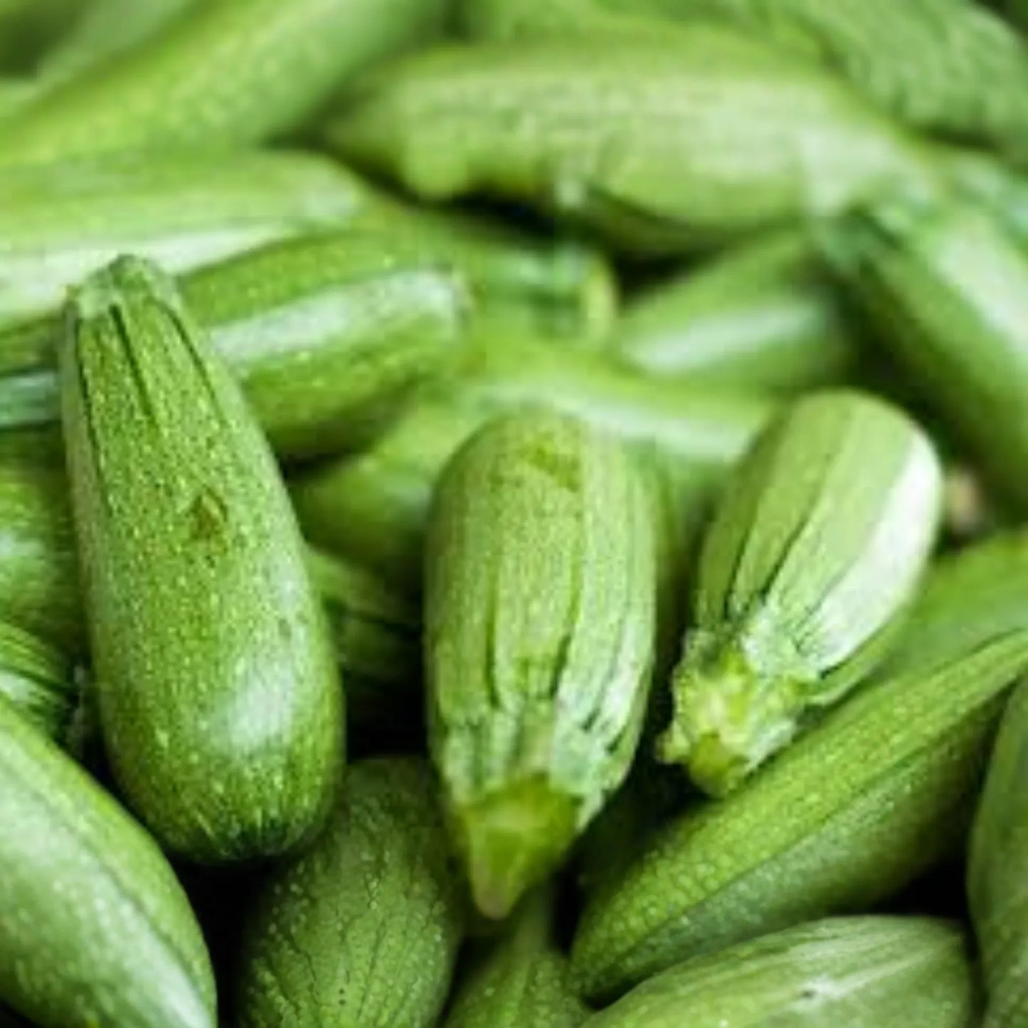 1g Dark Green Zucchini Seeds Cucurbita pepo | High-Yield, Non-GMO Summer Squash, Easy-Grow Vegetable Garden Essential