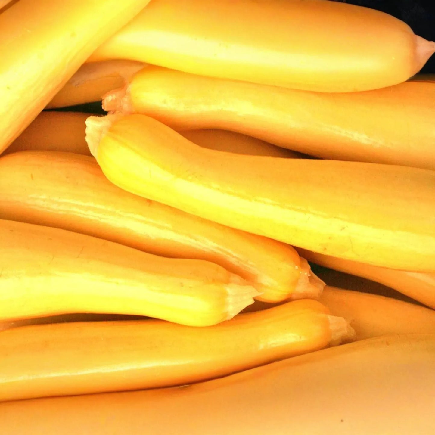 10 Seeds Early Summer Crookneck Squash Cucurbita pepo | Non-GMO, High-Yield, Easy-Grow, Yellow Summer Vegetable