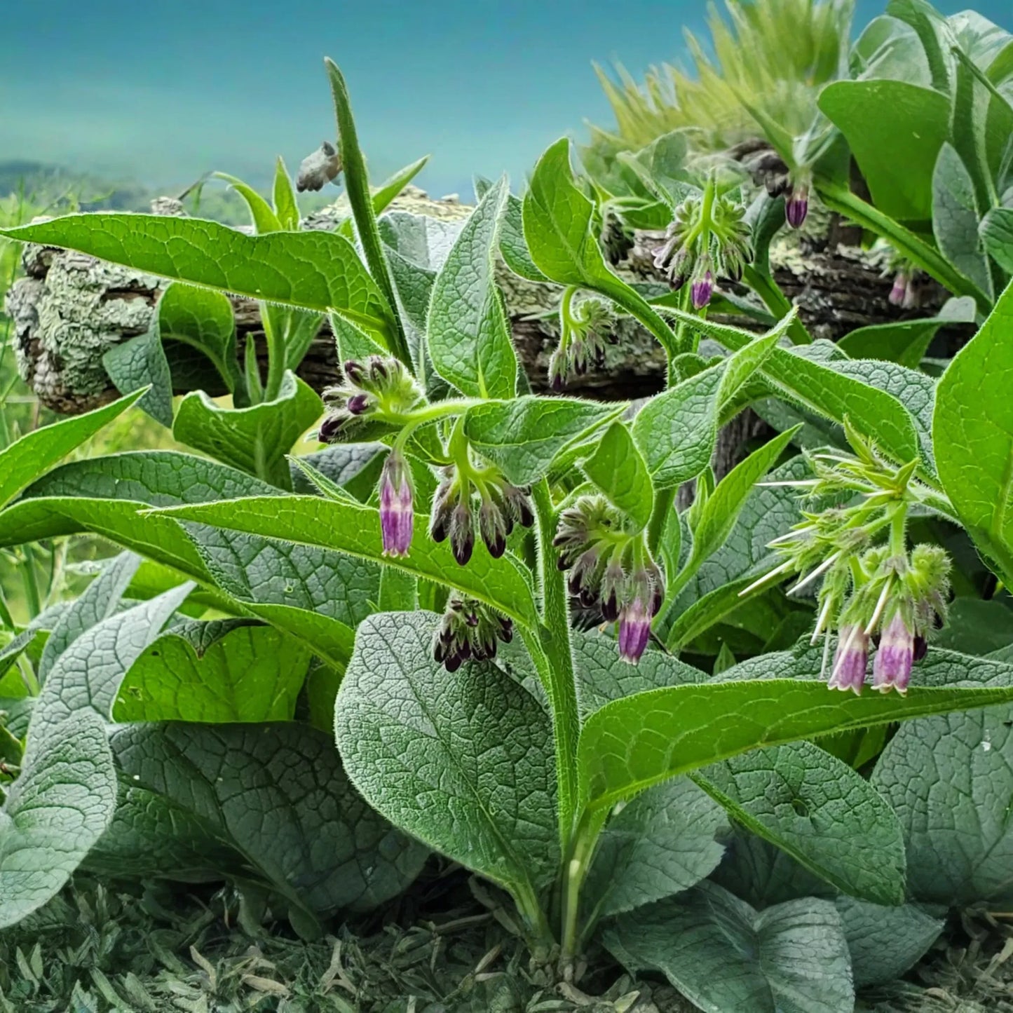 Live Root Cuttings Russian Comfrey - Bocking 4 Cultivar - Perennial Garden Plant