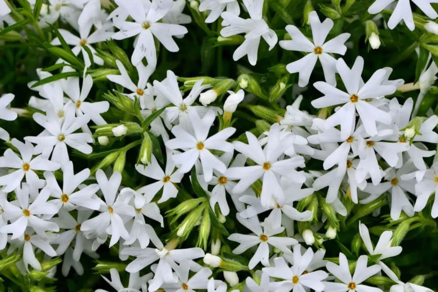 Snowflake Creeping Phlox Seeds - 100+ White Ground Cover Seeds - USA Grown - - Drought Tolerant - Butterfly Garden - Perennial