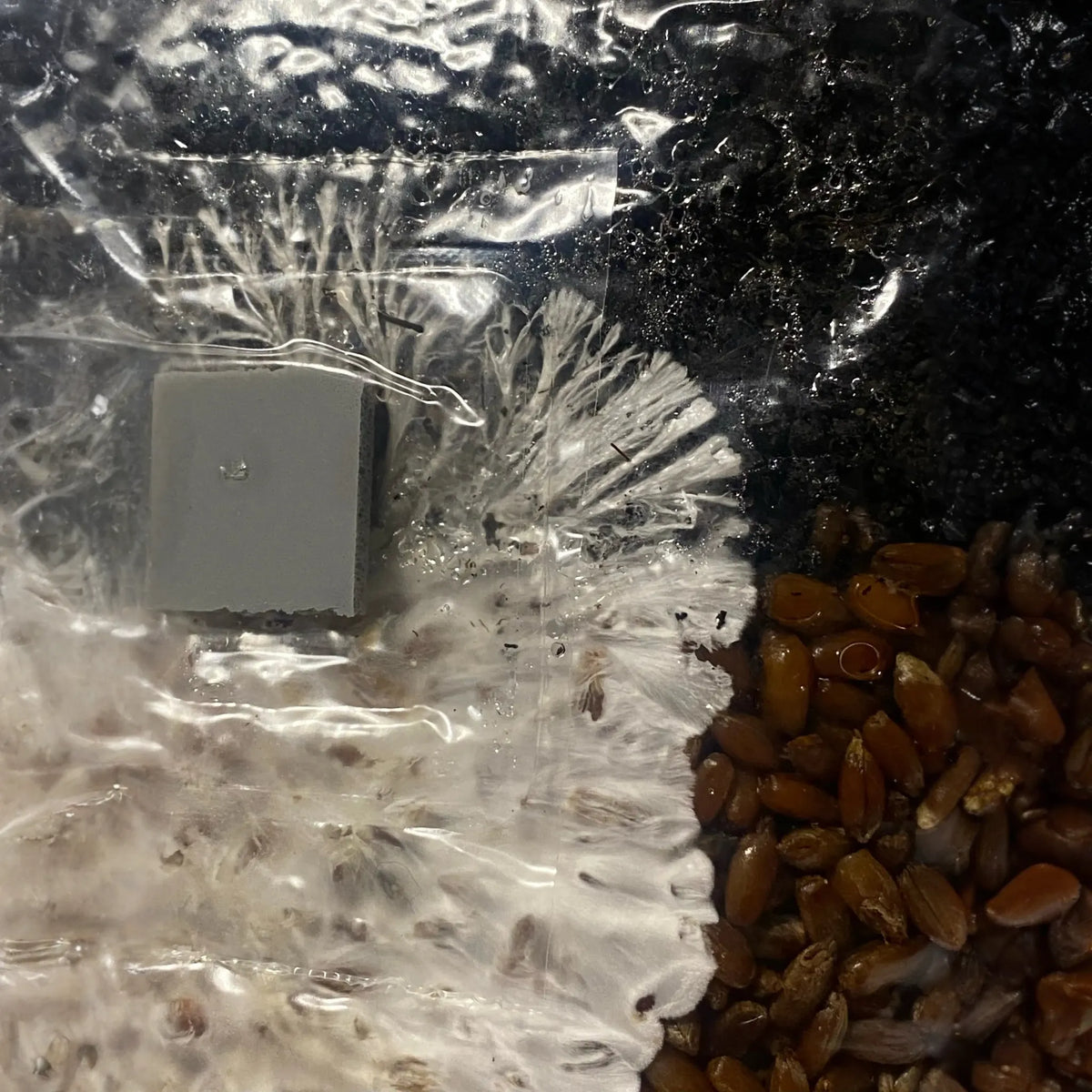 Mini All In One Mushroom Grow Bag