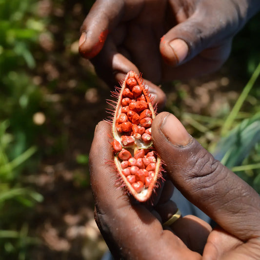 Annatto Achiote (Bixa orellana)