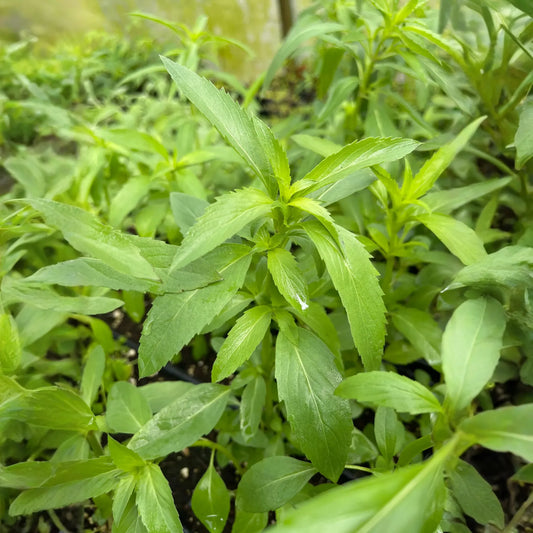 Bergamot 'Lemon' (Monarda citriodora)