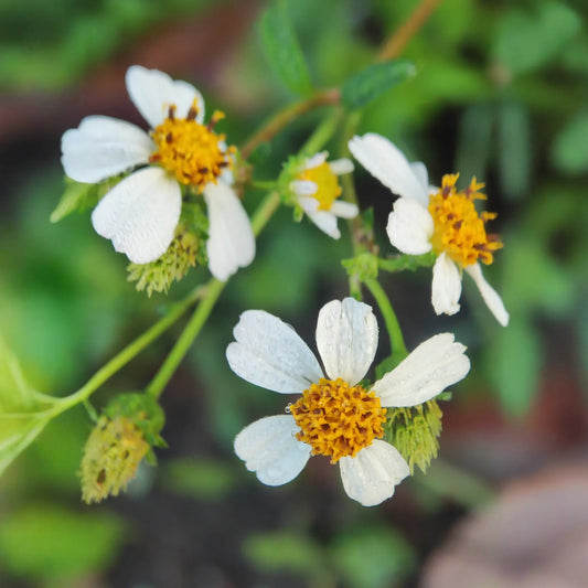 Spanish Needle (Bidens Alba)