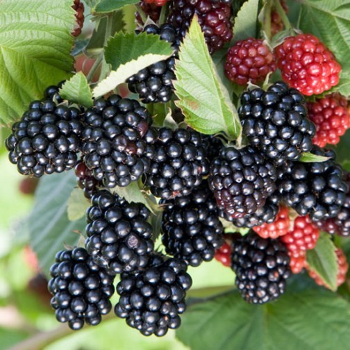 Blackberry, Thorn-free 'Chester' (12-18 inch bare root plant)
