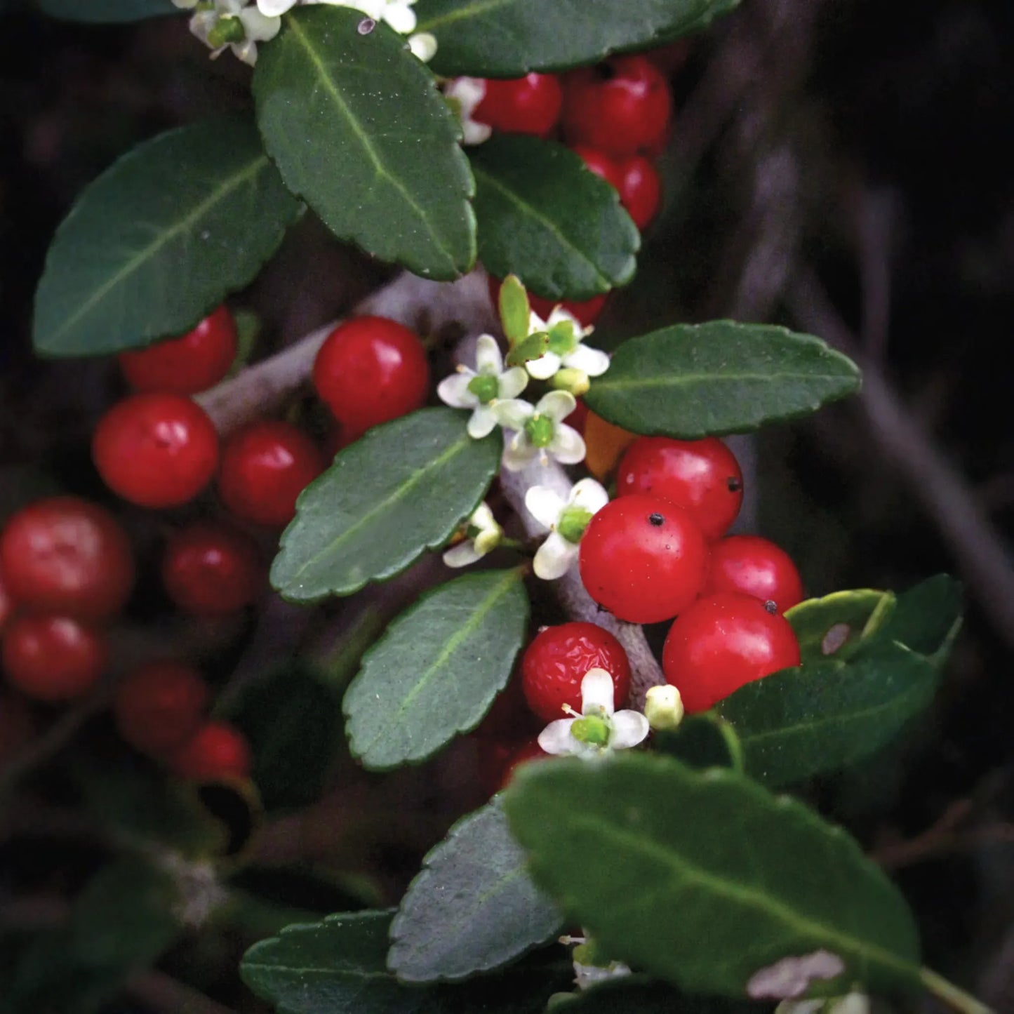 Yaupon Holly (Ilex vomitoria)