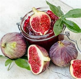Fig, 'Chicago Hardy' (12-18 inch bare root plant)
