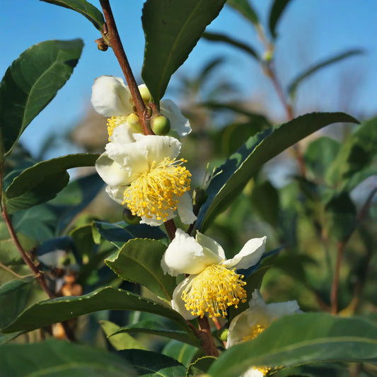 Green Tea (Camellia sinensis)