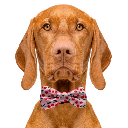 Cherries Print Cherry Pink Dog Bow Tie