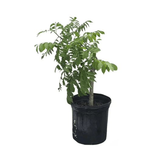 Yellow Spanish/Hog Plum, Ciruela, Jocote Amarillo, Tree