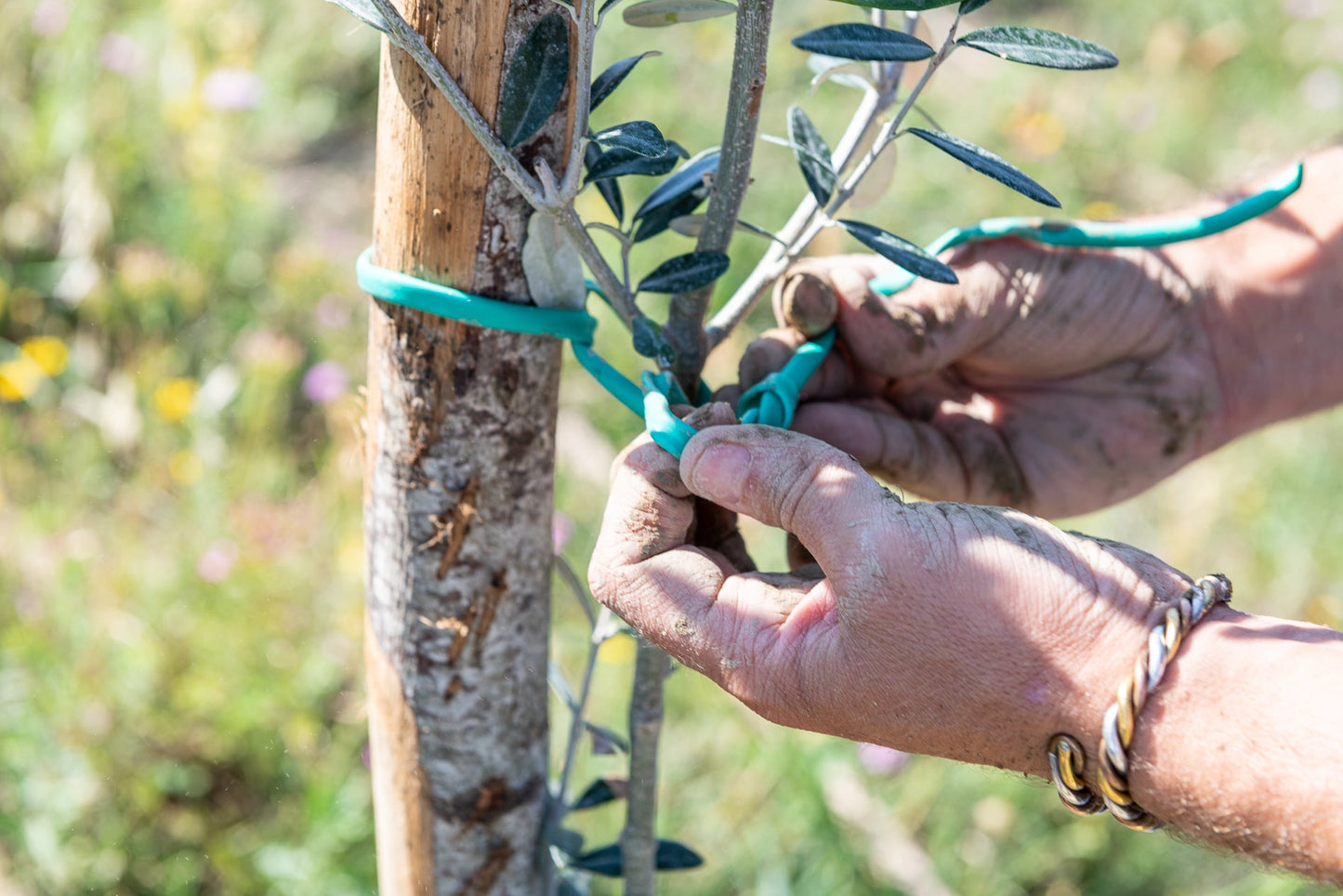 Imported Olive Oil from Italy- Roggianella Olive (Calabria)