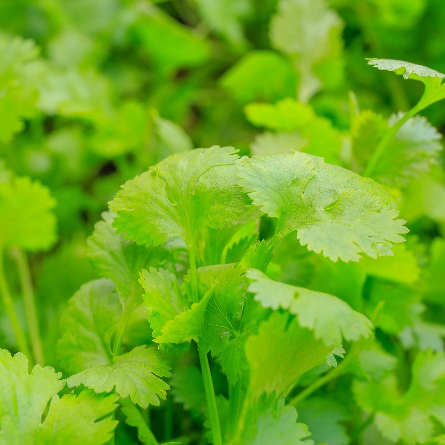 Cilantro Essential Oil