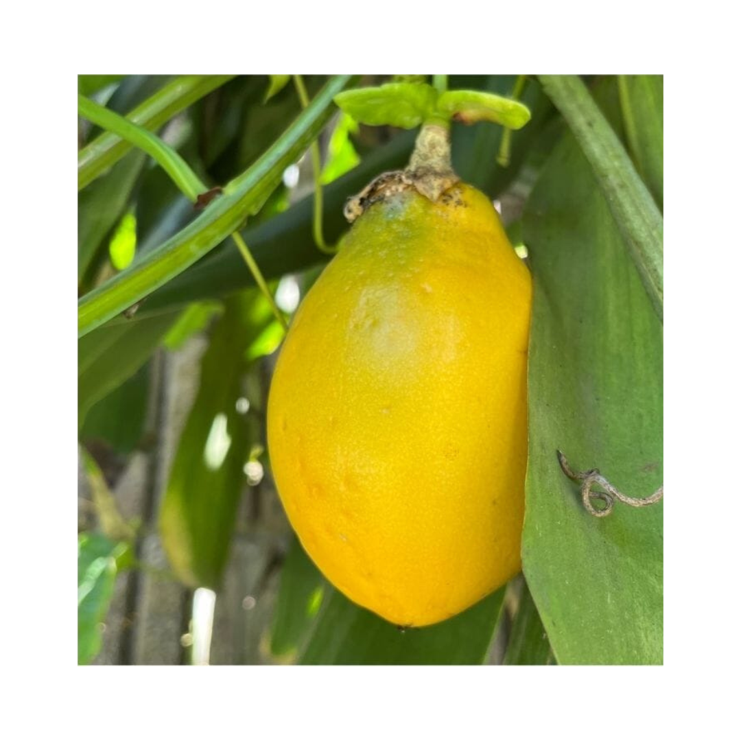 Mountain Sweet Granadilla Plant Exotic Passiflora ligularis from Guatemala Yellow Fruit (ripe)