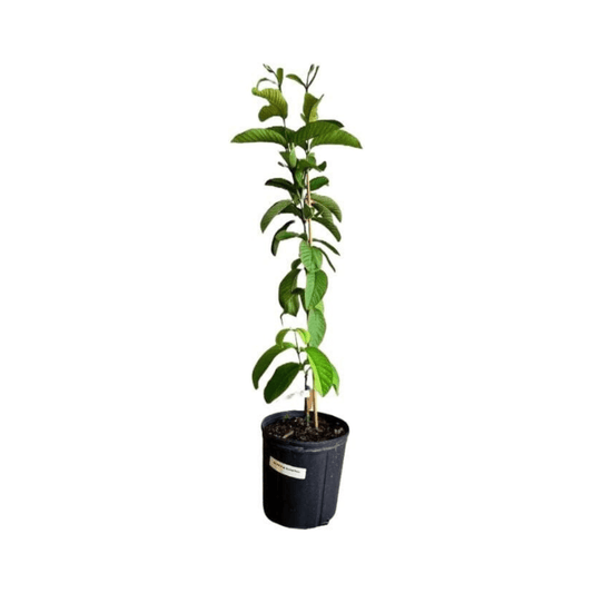Barbie Pink Guava Tree