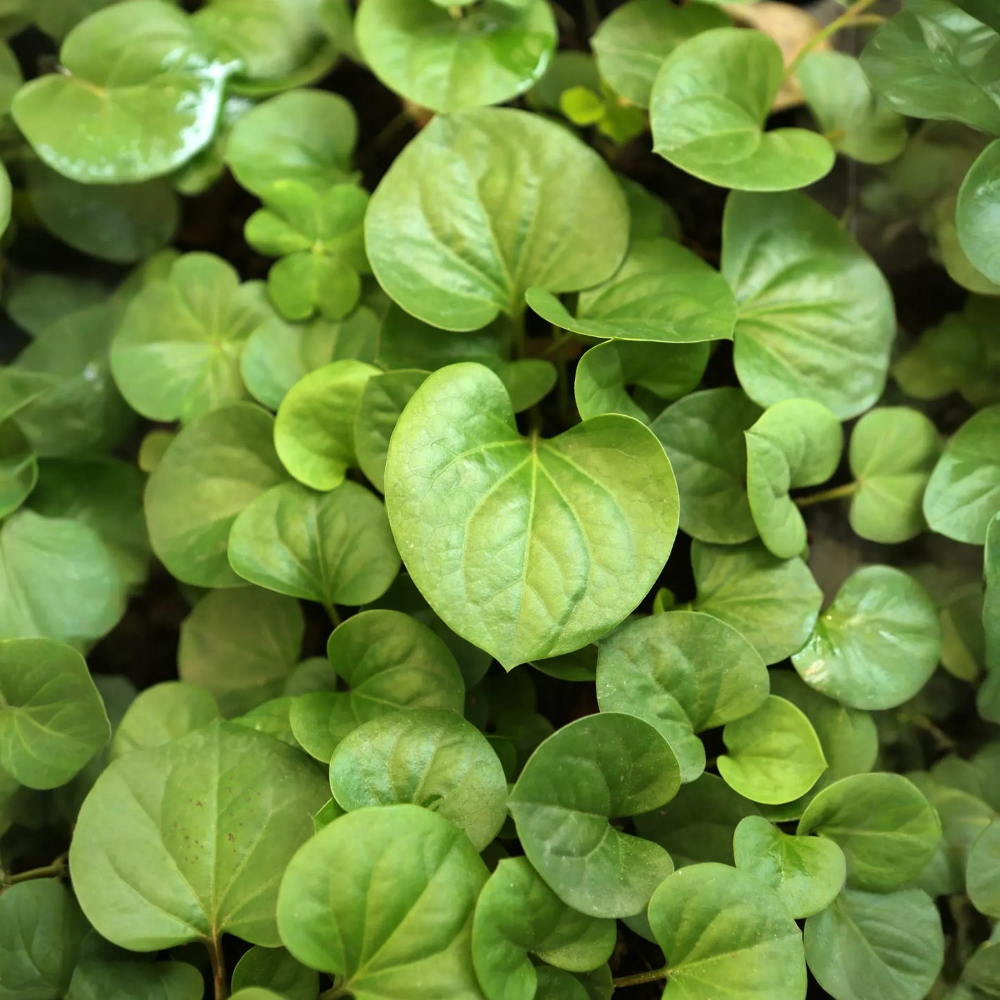 Giâp Cá, Fish Mint (Houttuynia cordata)
