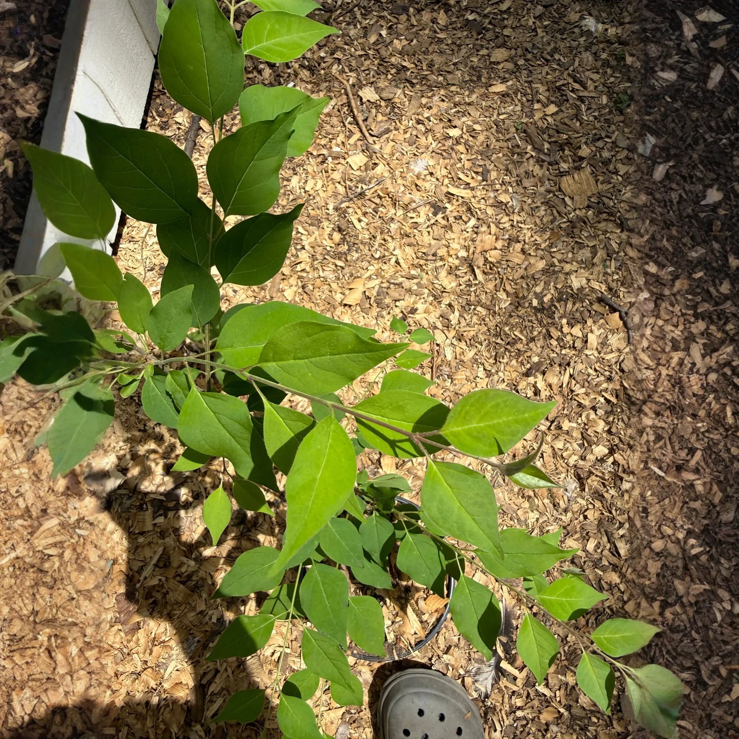 Japanese Tree Lilac (Syringa reticulata) – 1 Gallon Starter Tree (1’ - 2’)