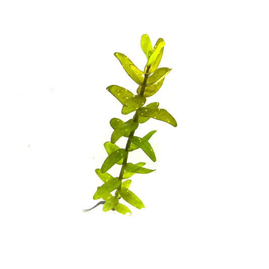 Bacopa Caroliniana