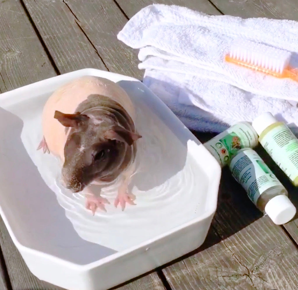4-HAIRLESS PETS *SKINNYPIG SENSITIVE KIT