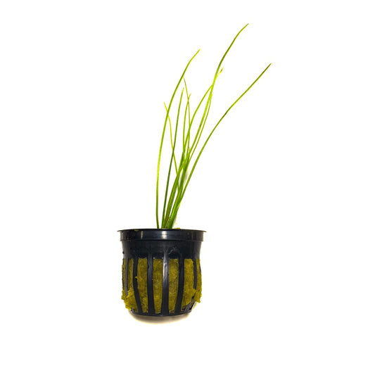 Littorella Uniflora