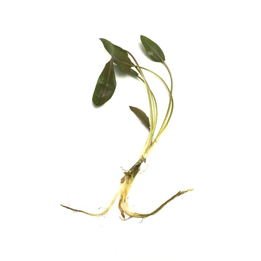 Cryptocoryne Beckettii
