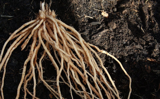 Asparagus 'Guelph Millennium' (1 crown, 25 min. order)