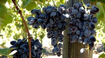 Grapes, Blue, Seedless 'Jupiter' (Live Plant)