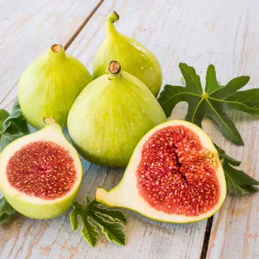 Fig 'Kadota' (Ficus carica)