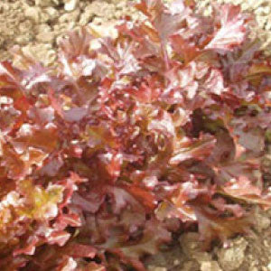 LETTUCE Seeds, Red Salad Bowl