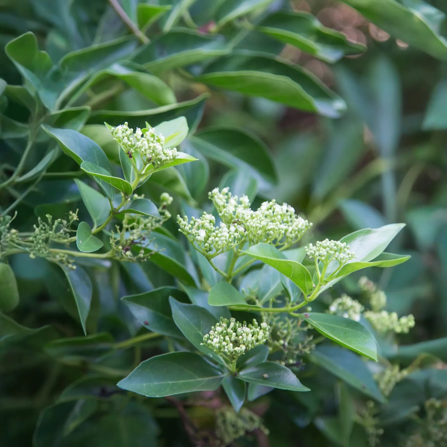 La Cach (Premna serratifolia)